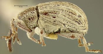 Media type: image;   Entomology 25165 Aspect: habitus lateral view